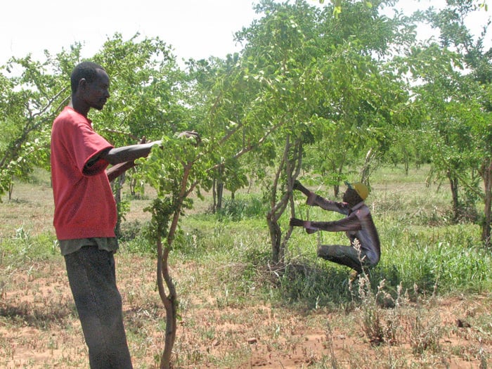 Makuyuni workers tending five year old mpingo trees