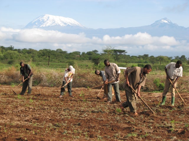 Tree planters at Makuyuni clear land for future site of mpingo plantation. Mt. Kilimanjaro and Mawenzi are seen in the background.