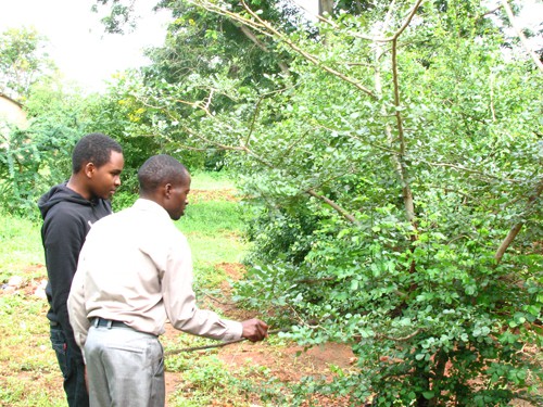 Cyril and environmental teacher, Emmanuel Mwampungo, inspect mpingo trees from ABCP nursery