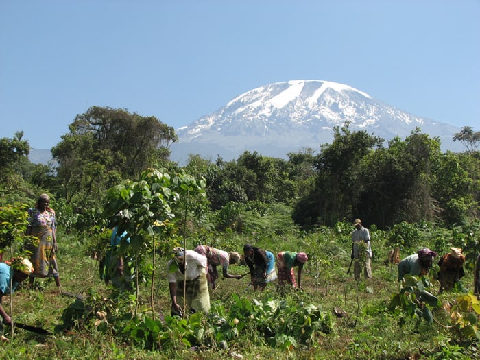 Groups organized at the community level cooperate to replant trees on the Kilimanjaro watershed in order to restore and preserve downstream water sources