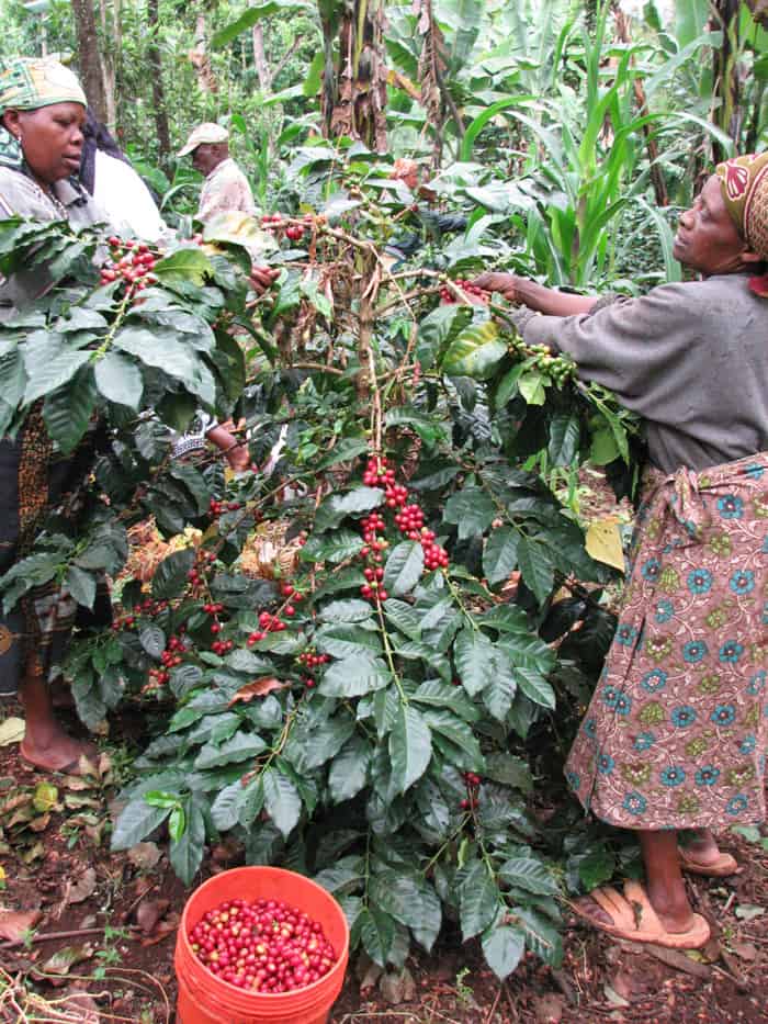 Coffee farmers of Kilimanjaro harvesting ripened coffee berries