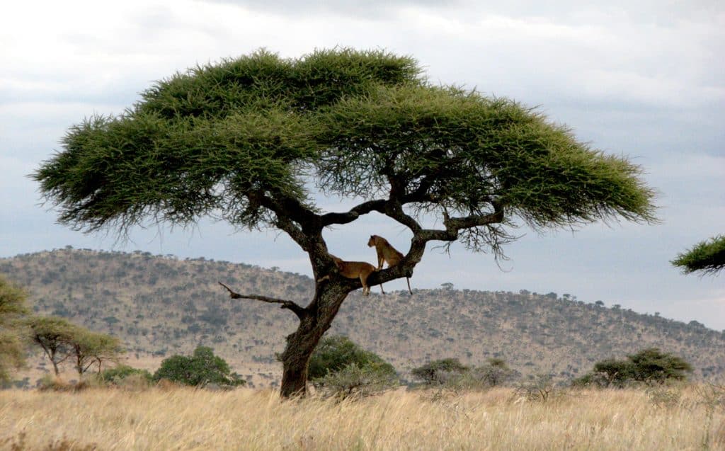 Tree climbing lioms of Serengeti Plain.