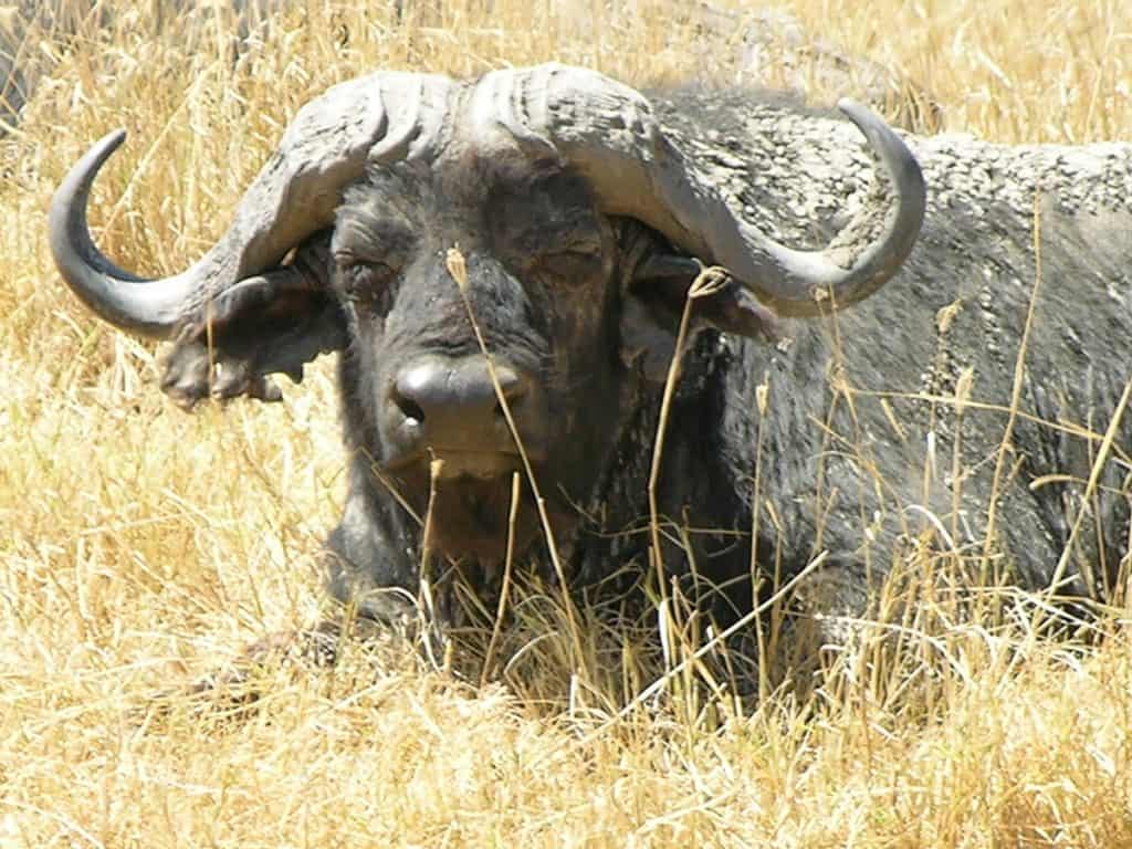 Water Buffalo on Serengeti