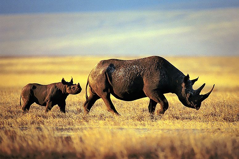 Endangered Black Rhinoceros with baby