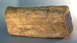 Side view of mpingo log about 7" (18 cm) in diameter and 18" (45 cm) in length showing the yellowish band of sapwood that lies directly under the bark. Weight is 34.5 lbs (15.6 kg).