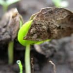 Mpingo sprout shedding husk