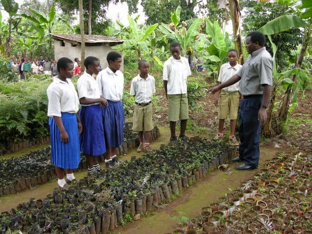 Sebastian Chuwa at secondary school tree nursery