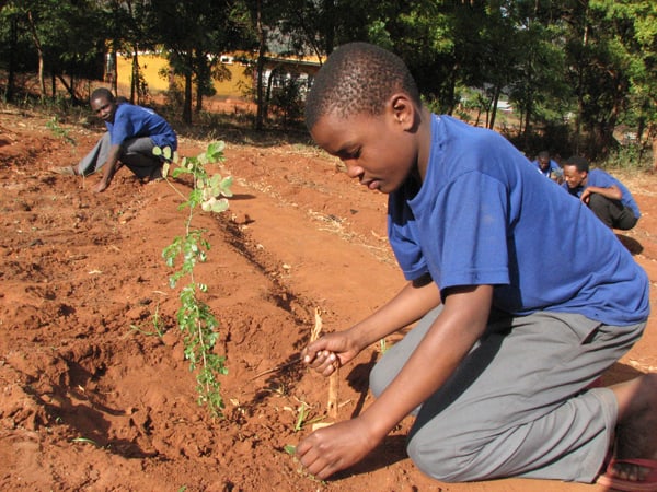Student planting tree seedling
