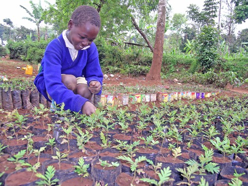 Student tending seedling.