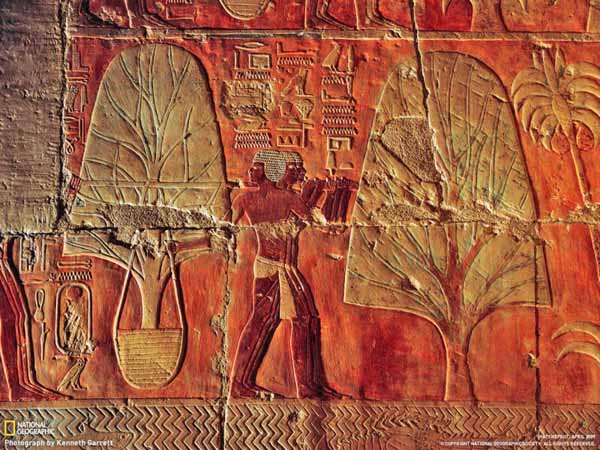 Incense trees are being loaded onto Hatshepsut's ships for voyage back to Egypt>