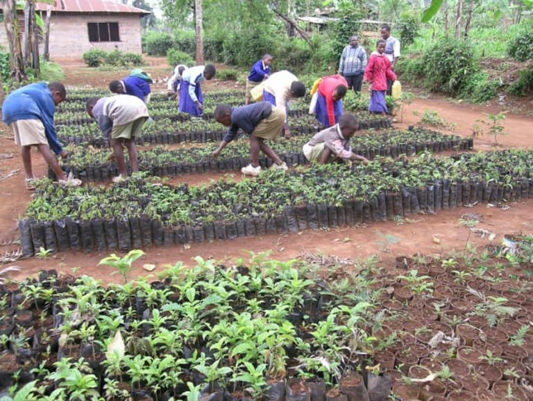 Students cultivating tree seedlings